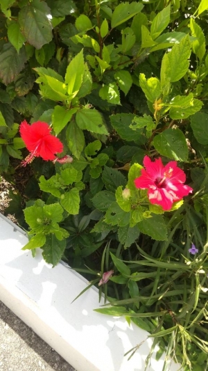 広島県広島市中区のソープ ロイヤル女子寮の写メ日記　夏だね画像