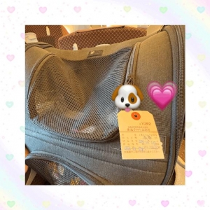 広島県広島市中区のソープ ロイヤル女子寮の写メ日記　【移動中?】愛犬と共に??画像